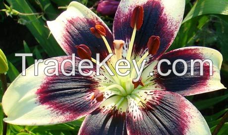 Asiatic Lilies