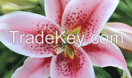 Oriental Lilies