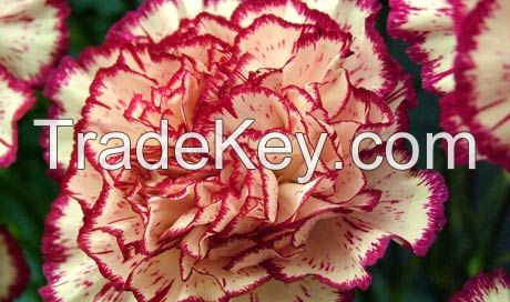 Carnation