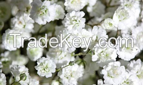 Gypsophila