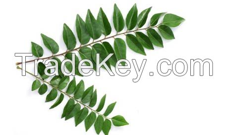 Curry Leaf