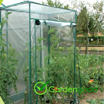 Tomato Greenhouse