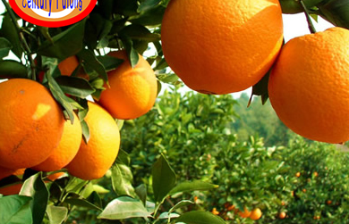 Navel orange from Fulong Farm Cooperation Company