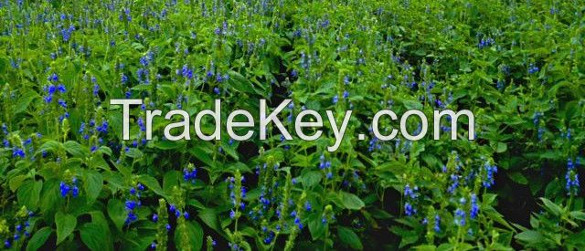 1, 000 MT Organically Grown Chia - (Salva Hispanica) in East Africa