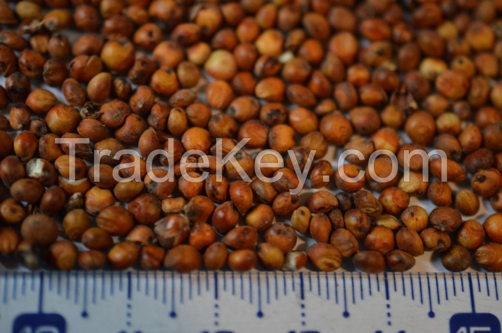 Red Sorghum