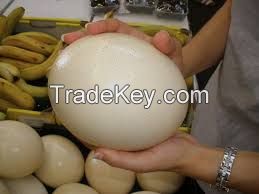 Ostrich eggs, Parrot Eggs, Bird Eggs, Hatching eggs