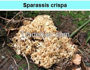 Cauliflower Fungus