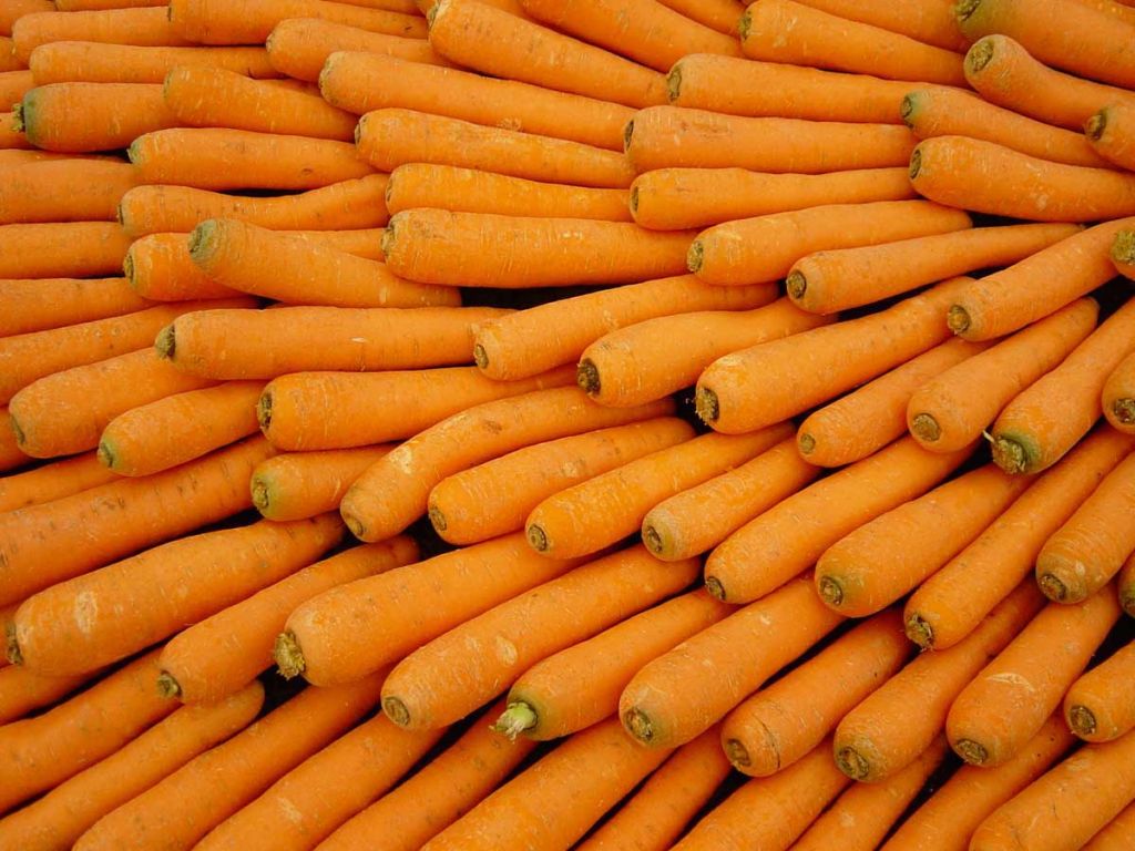 Fresh Carrots