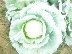 Fresh Cabbage