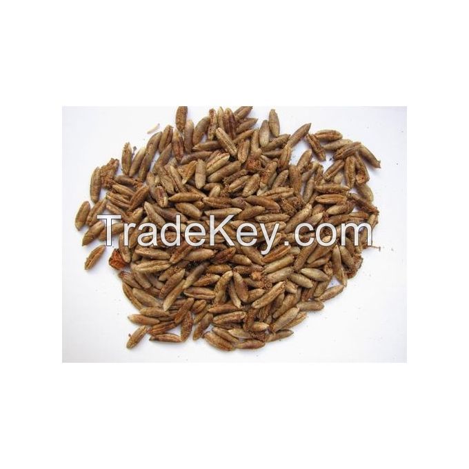 dates seed powder