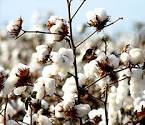 RAW COTTON FROM BURKINA FASO