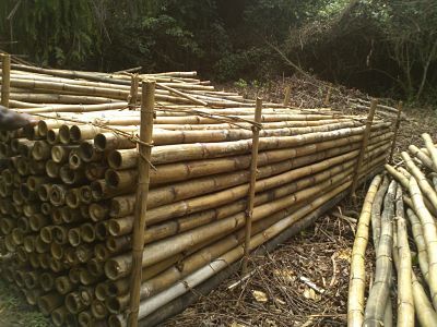 Bamboo poles