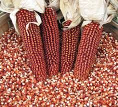 red corn for sale