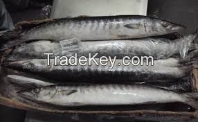 Frozen Barracuda Fish