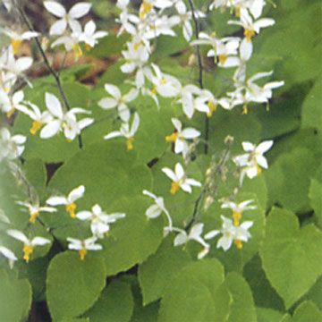 Horny Goat Weed (Epimedium) Extract