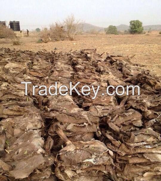 Whole Dried and wet salted Donkey Skin