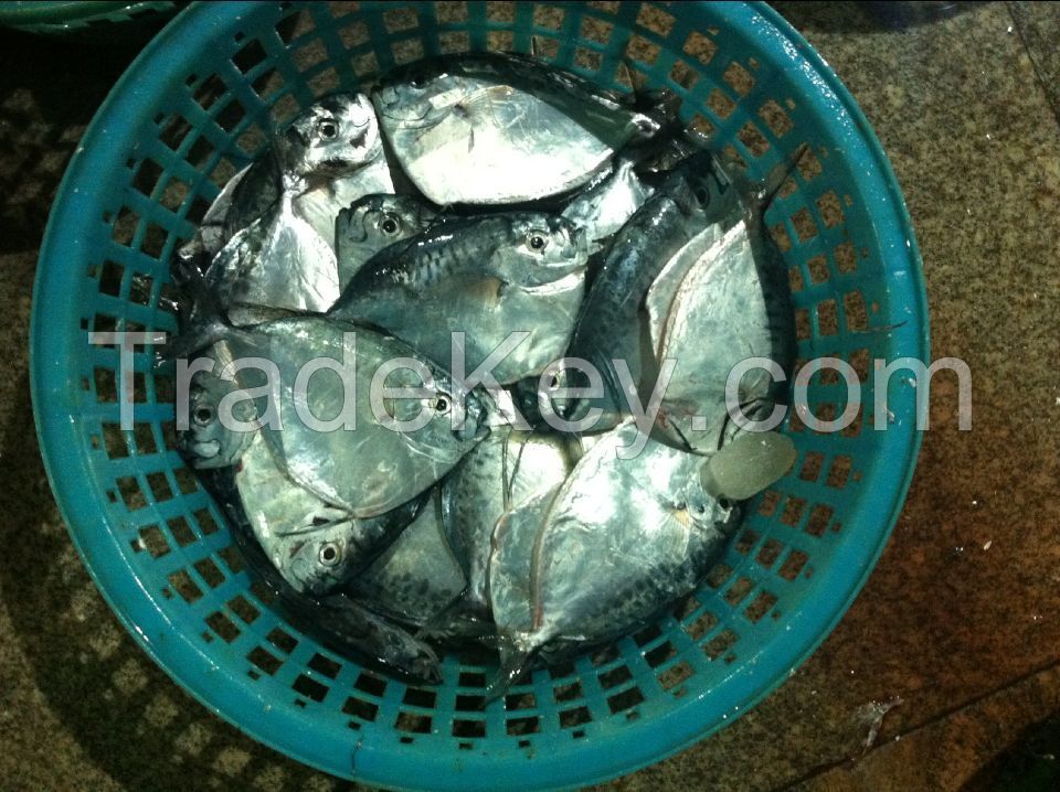 high quality seafrozen moon fish whole round for sale