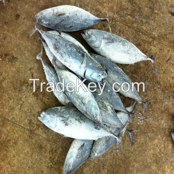 Good quality frozen bonito tuna bonito fish Whole round for sale