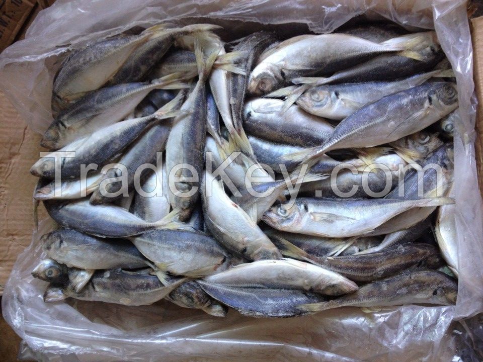 Frozen horse mackerel trachurus Japonicus big eye round scad