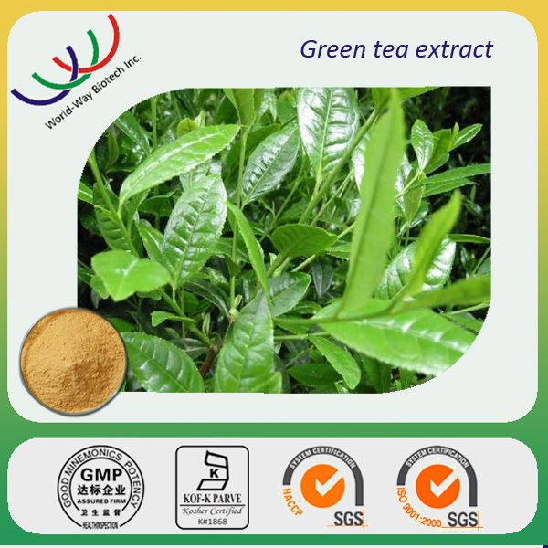 free sample GMP manufacturer HPLC organic natural green tea polyphenol catechin EGCG