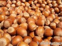 Hazelnuts