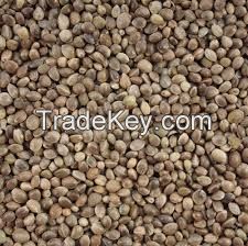 hemp seeds different size