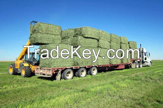 Best Quality Alfafa Hay, Timothy Hay, Alfafa in Bales