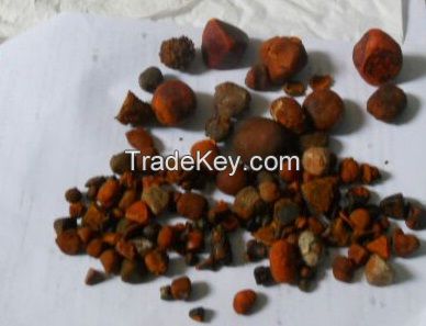 Ox Gallstones