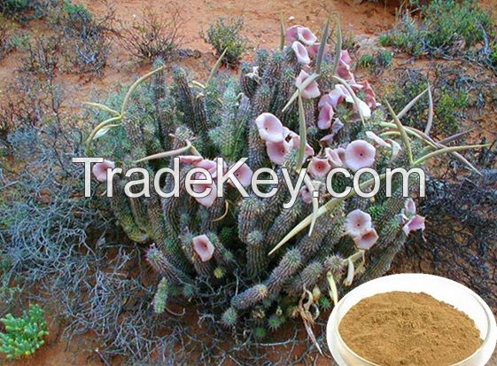 Hoodia Gordonii Extract powder