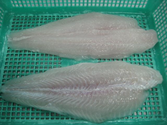 PANGASIUS