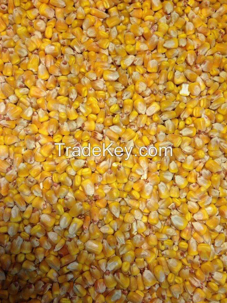 yellow corn