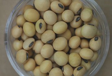 organic soybean/soya bean from Africa