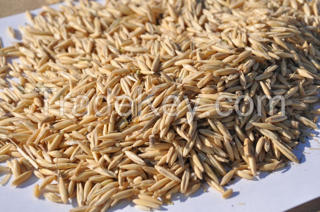 Oats FOB Russia