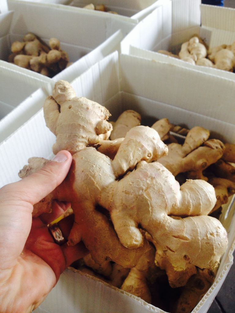 Fresh Ginger, Dry ginger, Semi-dry ginger