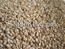 Sesame Seeds