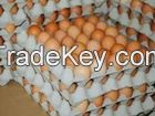 Fresh Chicken Eggs