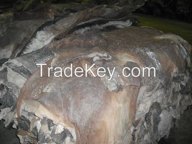 dry/wet salted donkey hides