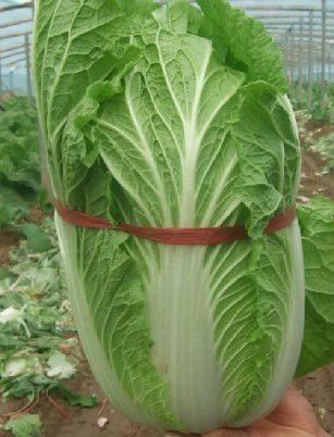 fresh cabbage