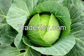 Cabbage