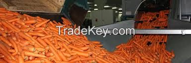 FRESH CARROTS/FRESH CASSAVA