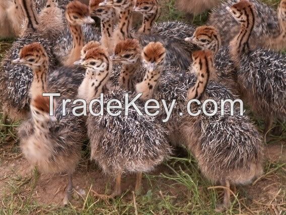 OSTRICH CHICKS