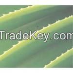 ORGANIC ALOE VERA PLANTS