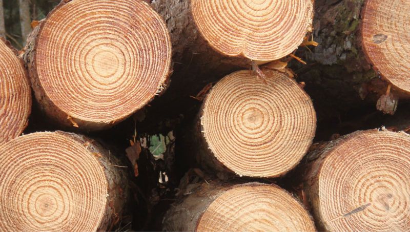 Pine logs from Ukraine