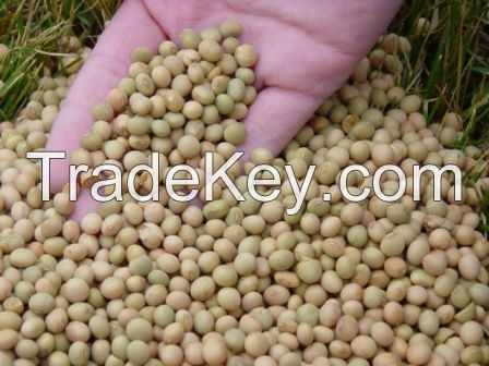 High Protein Soybean