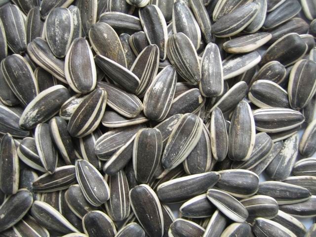 Sunflower Kernels