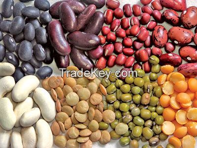 Kidney beans