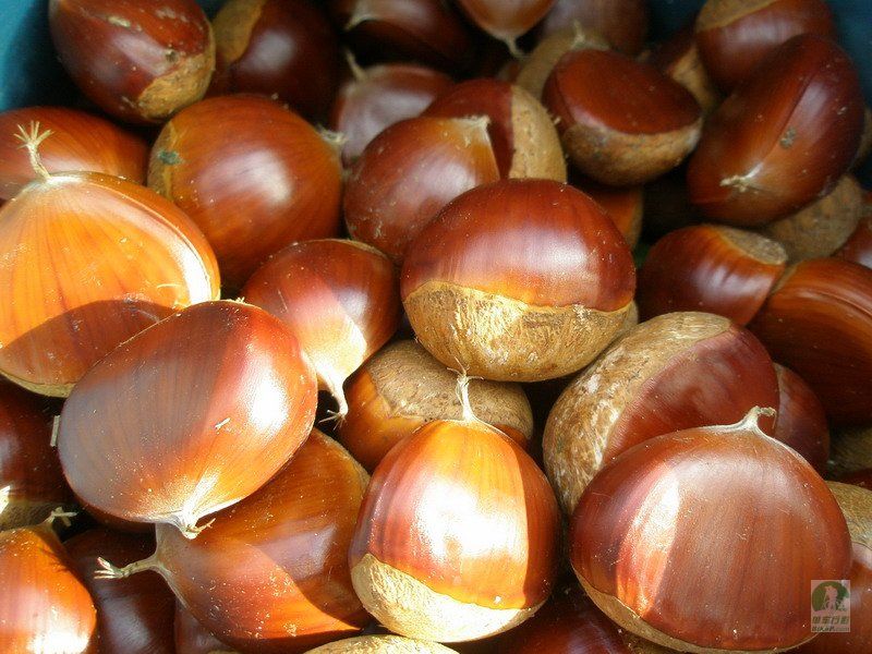 chestnut with shell