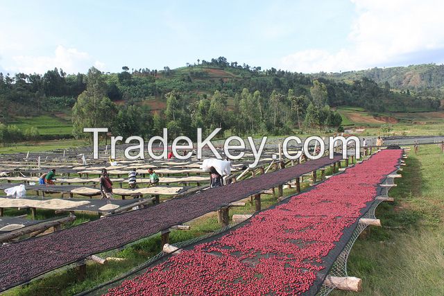 Arabica and  Robusta in stuck