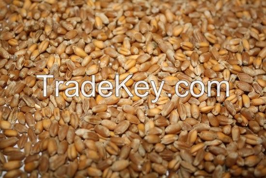 Feed wheat FOB port Nikolaev Ukraine