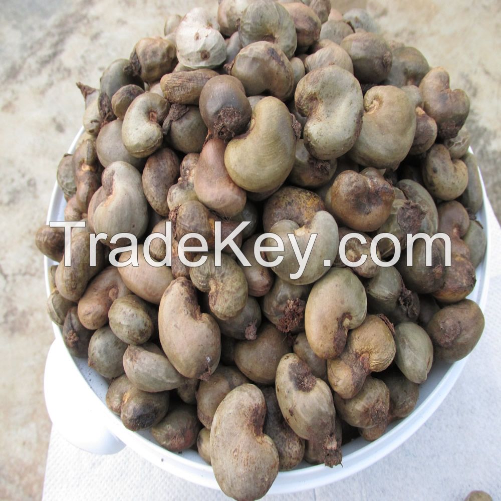 Cashew Nuts